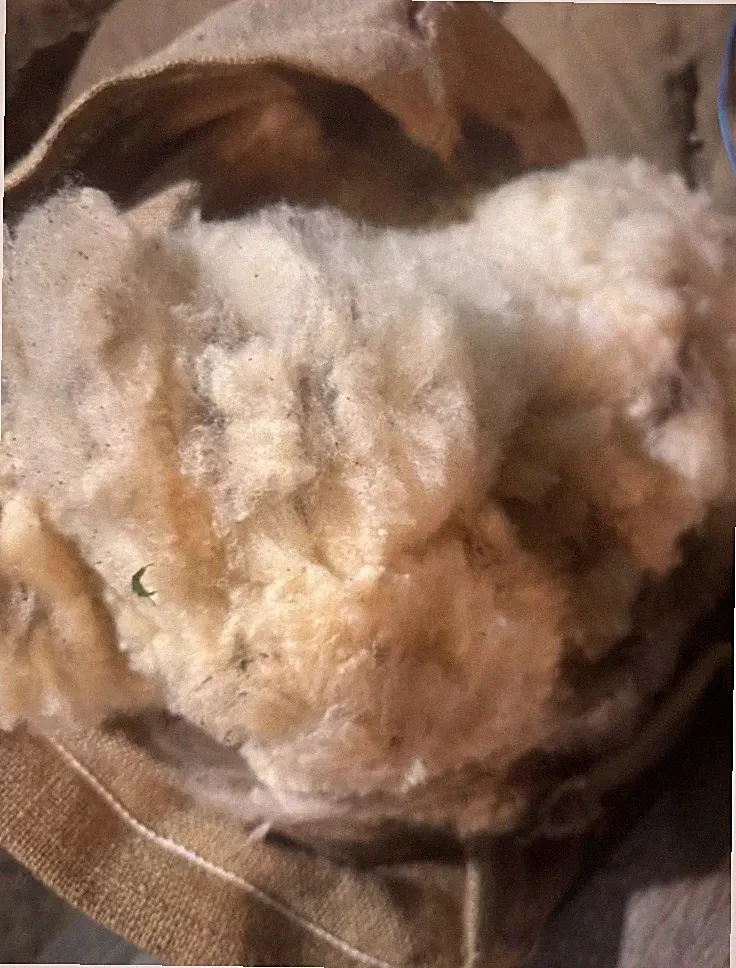 30LB Wool for Spinning Felting Natural Corriedale Sheep / Lamb Fiber Fur